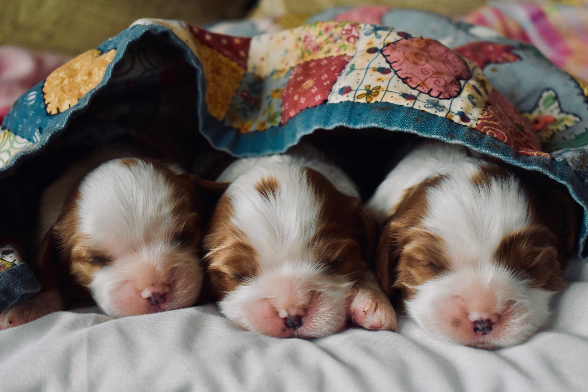 Puppy Dental Care: Preventing Early Tooth Decay